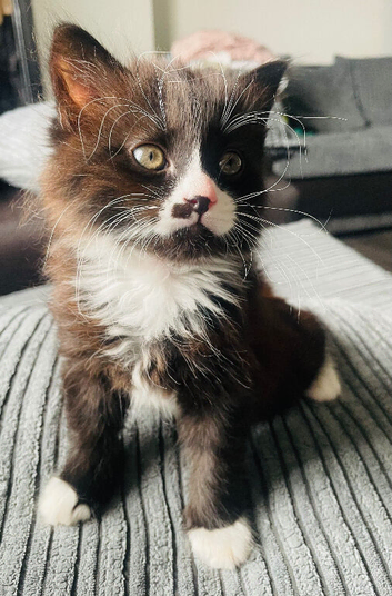 8 week old kittem