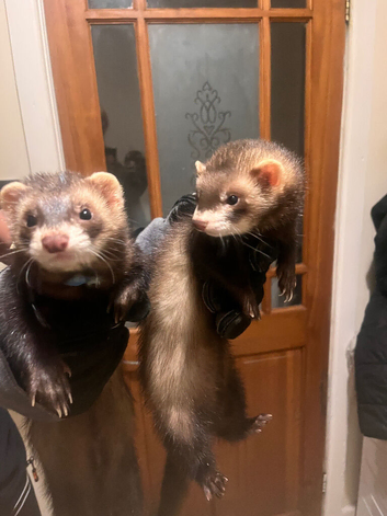 2 Polecats (4 Months Old) (&pound;40 for both)