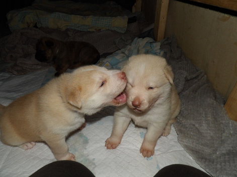 Beautiful fluffy pups