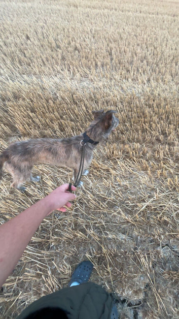 Deerhoundxgrey