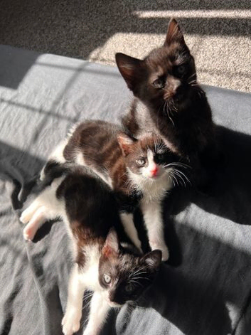 1 male 2 female kittens