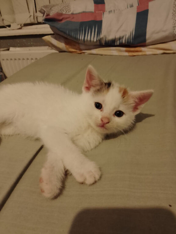 8 week old kitten