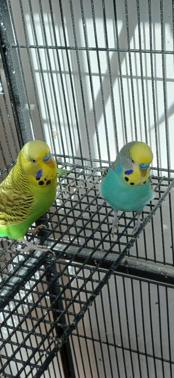 Bonded pair of young cocks