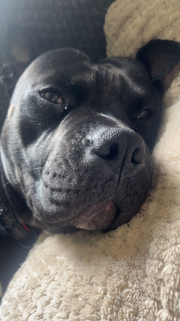 American bulldog Vinnie