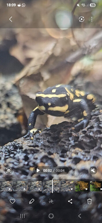 Bumblebee Walking toad