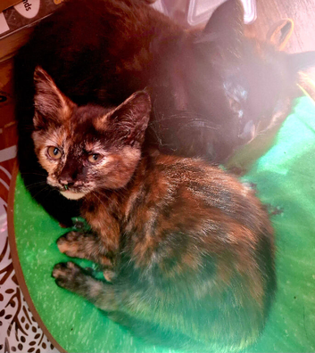 Lovely Kittens