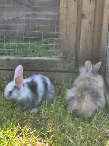 Lionhead cross bunnies