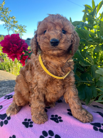 Stunning cockapoo puppies