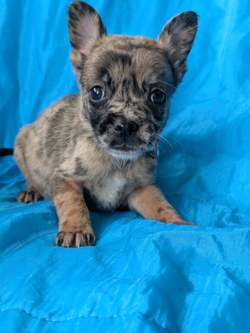 Belgian shepherd mix