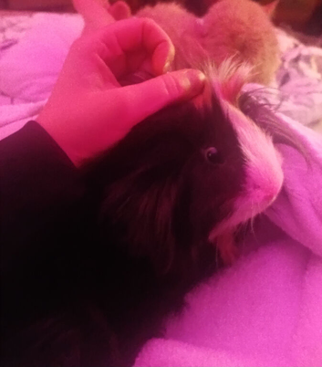 Two bonded male guinea pigs - together only