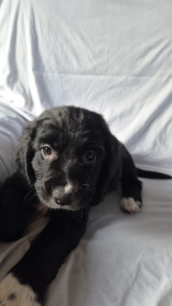 Cocker spaniel puppies last girl left