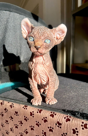 Beautiful tiny elf Sphynx