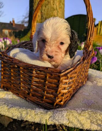 BEAUTIFUL CAVAPOOCHAN PUPS