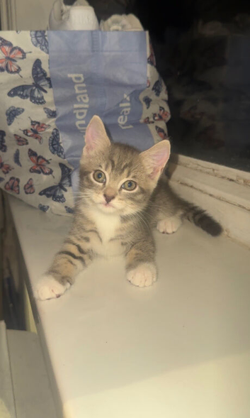 5 Beautiful Kittens Looking for Their Forever Homes