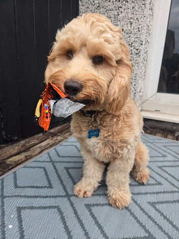 9 month old male cockapoo for sale