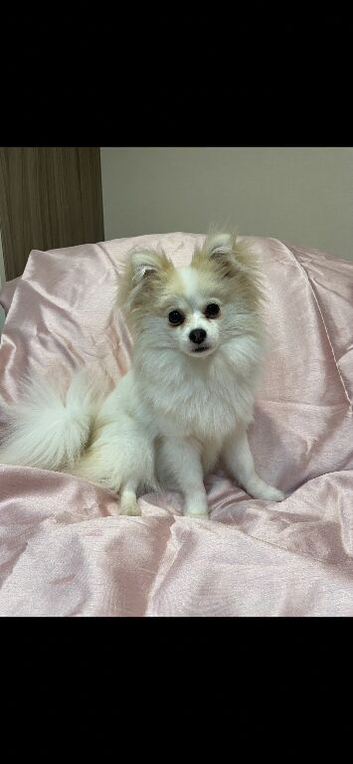 Stunning fluffy Pomeranians