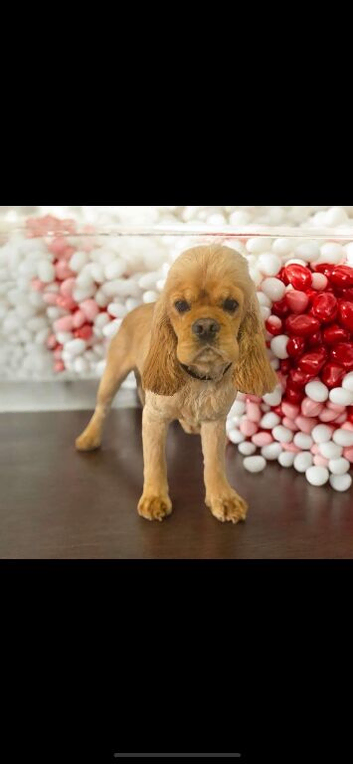 Kc reg american  cocker spaniel