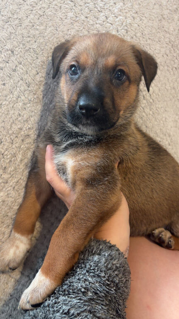 Belgian Mali x German shepherd