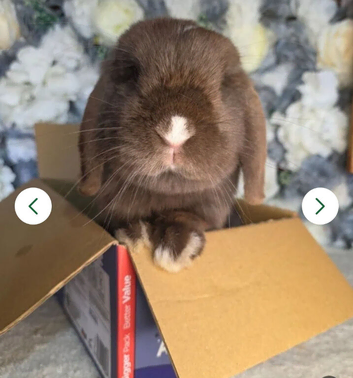 Beautiful chocolate vm doe seeking loving retirement home 1 year old
