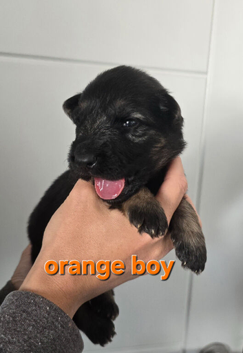 Lovely litter of German Shepherd puppies.