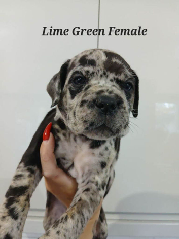 Cane Corso Puppies Raised With Care And Attention