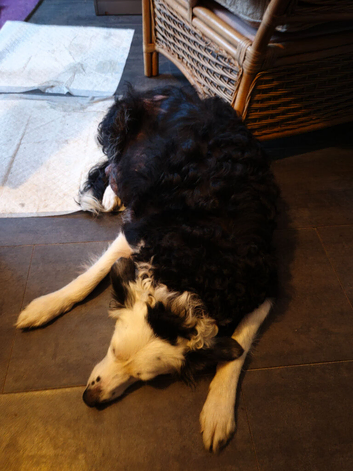 Boarder collie pups