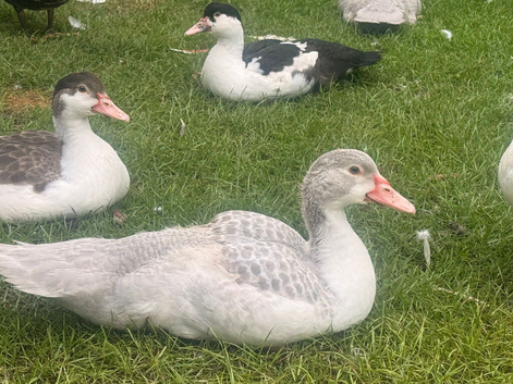 Muscovy duck pairs for sale