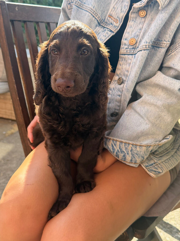 READY NOW doxiepoo pups 1x Girl  2x males