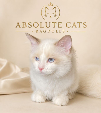 TICA REGISTERED Ragdoll Cats