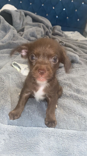 Two 8 weeks puppies