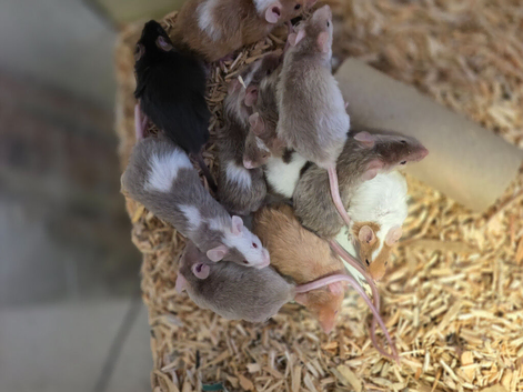 Curley, fancy mice
