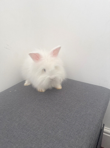White female Angoras with blue eyes