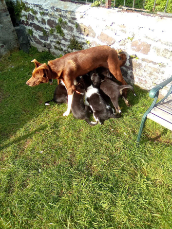 Border Collie Pups