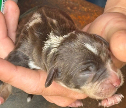 Cocker spaniel litter