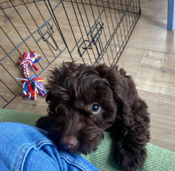 F1 Cockapoo Puppy - Female - AVAILABLE NOW
