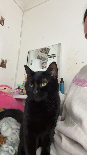Black cat