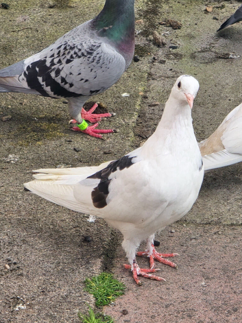 25pigeon together &pound;200