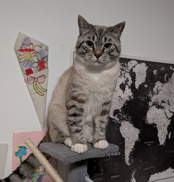 Gucci Looking for His Forever Home ️