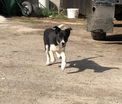 Border Collie Puppy - Working Parents - Black and White - Female - &pound;450
