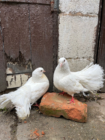 3 fantails for sale