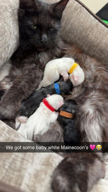 Mainecoon kittens Ready Now