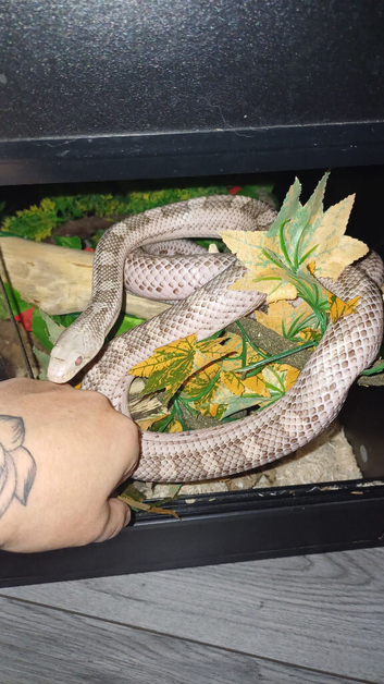 White sided black rat snake