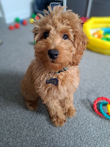 Cockapoo