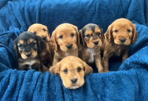 Cocker spaniel puppies