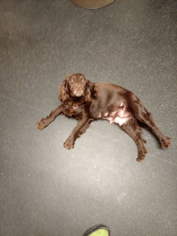 Beautiful puppies for sale