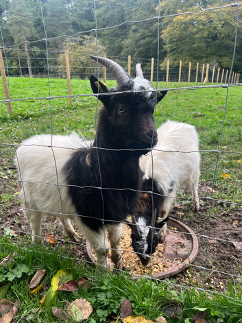 3 Purebred Bagot Male Kids for Sale - Ayrshire