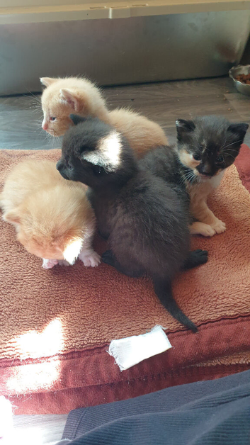 Eight Week old Litter of Four