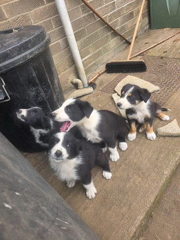 Border Collie puppies