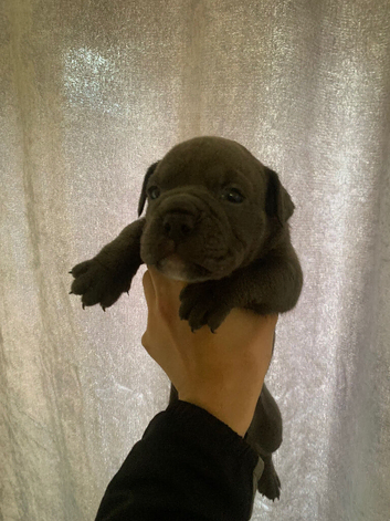 Old English bulldog puppy&rsquo;s