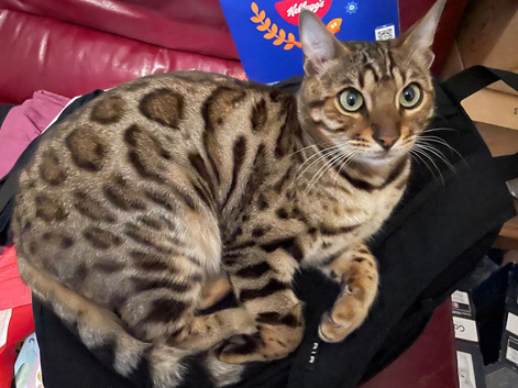 Bengal Male for re-homing